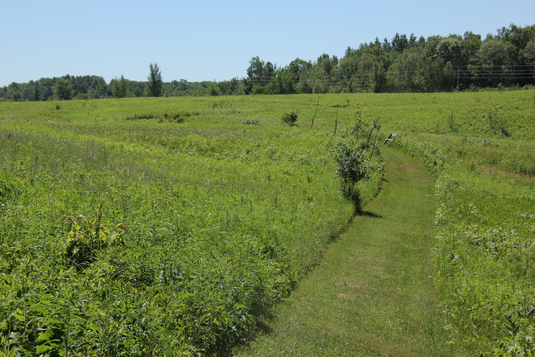 Hunt Hill Audubon Sanctuary 5.JPG